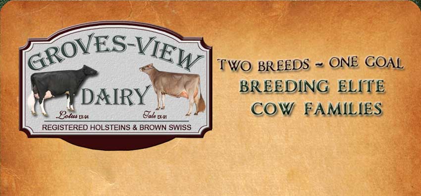 Groves View Dairy Brown Swiss and Holsteins